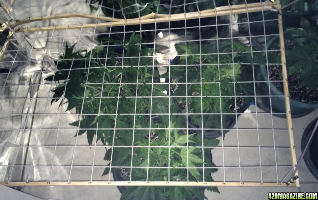 DIY Scrog Screen