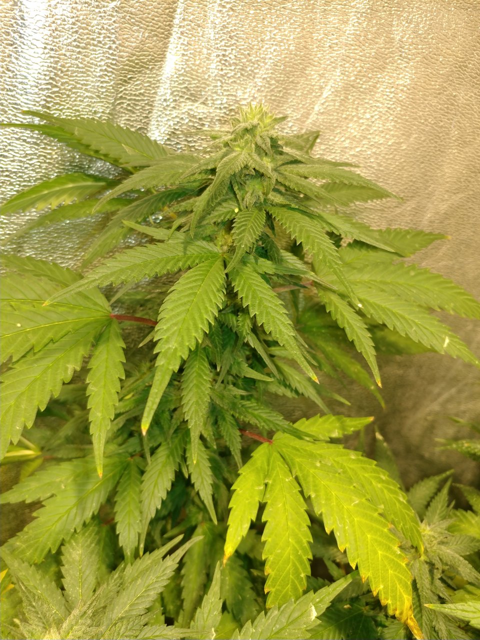 DJ Short Blueberry F4 pheno A3.jpg