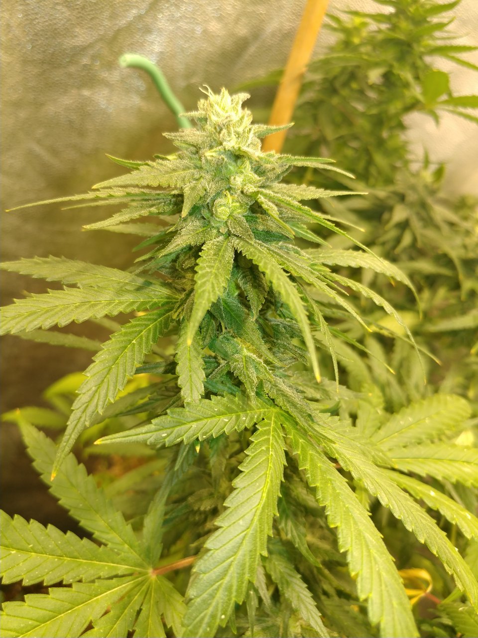 DJ Short Blueberry pheno 1.jpg