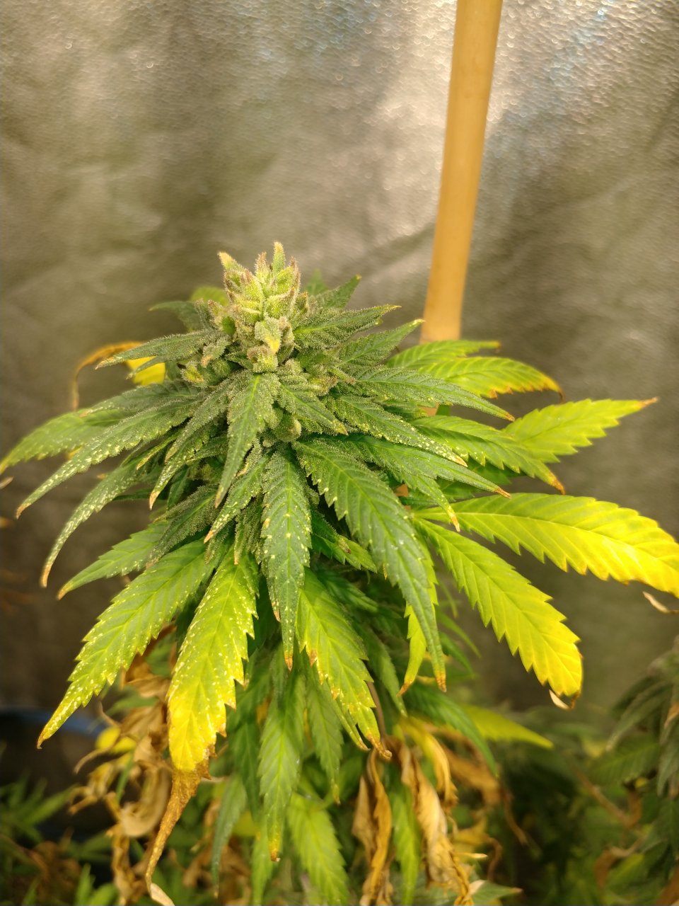 DJ Short blueberry Pheno A3 (2).jpg