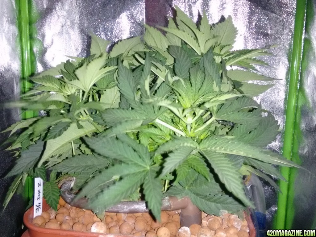 DK2 1st week on aggressive veg mix, day 37 from seed