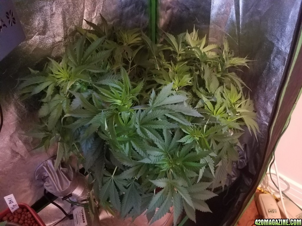 DK2 at day 46 after LST