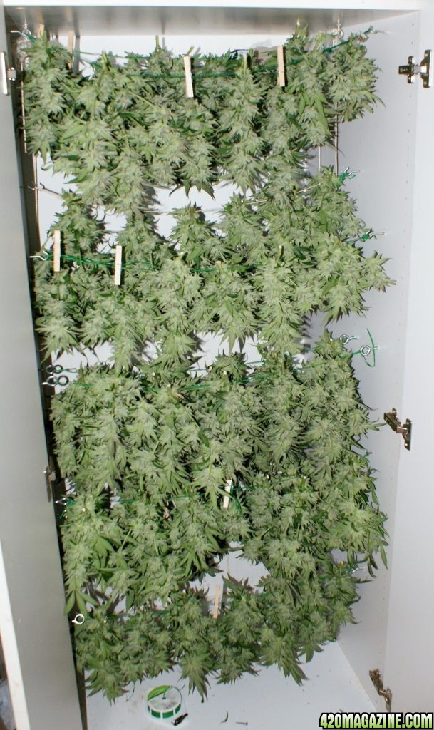 dleaf_tgrow1_hang_dry