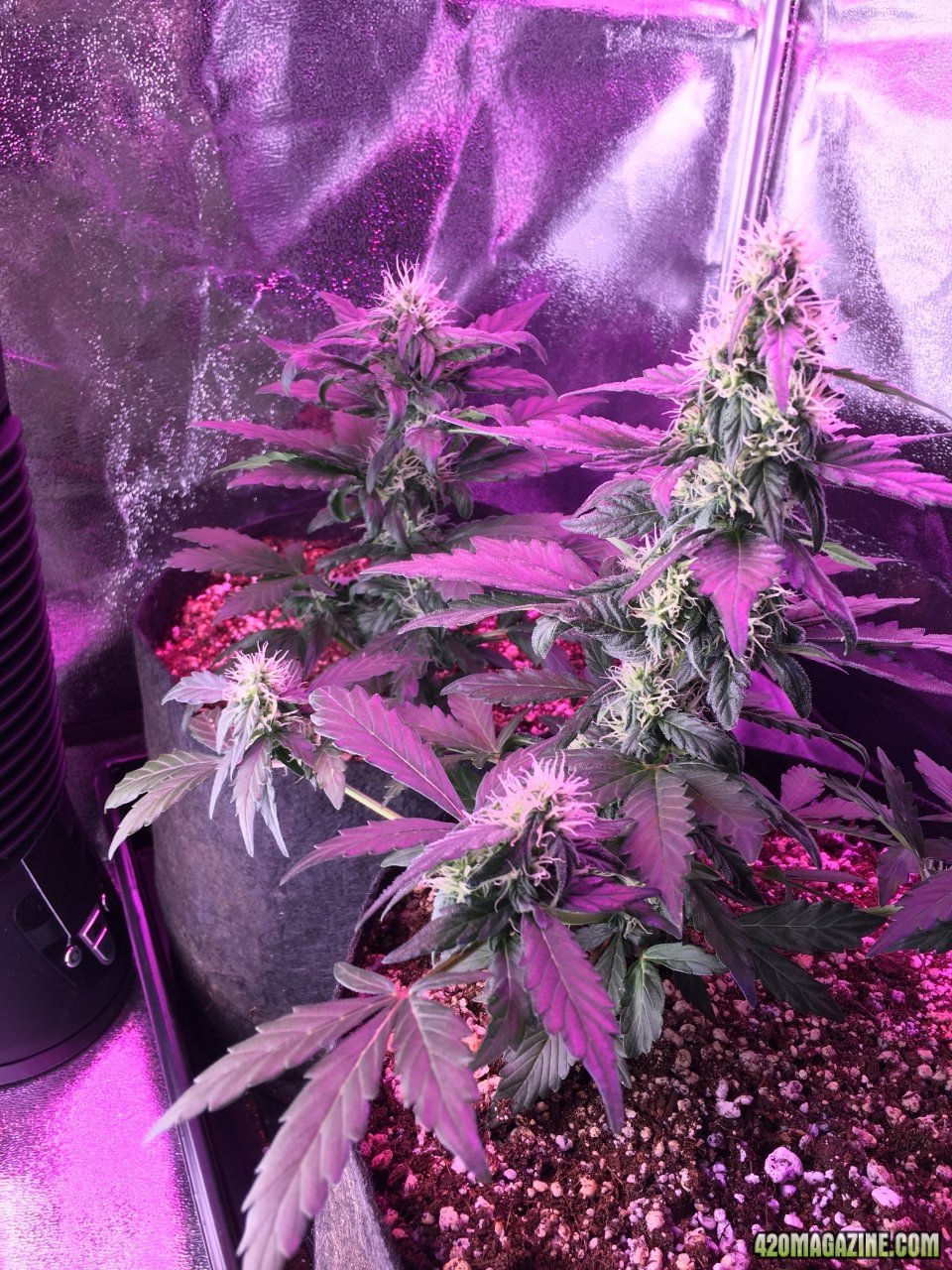 DLF’s - Day 39