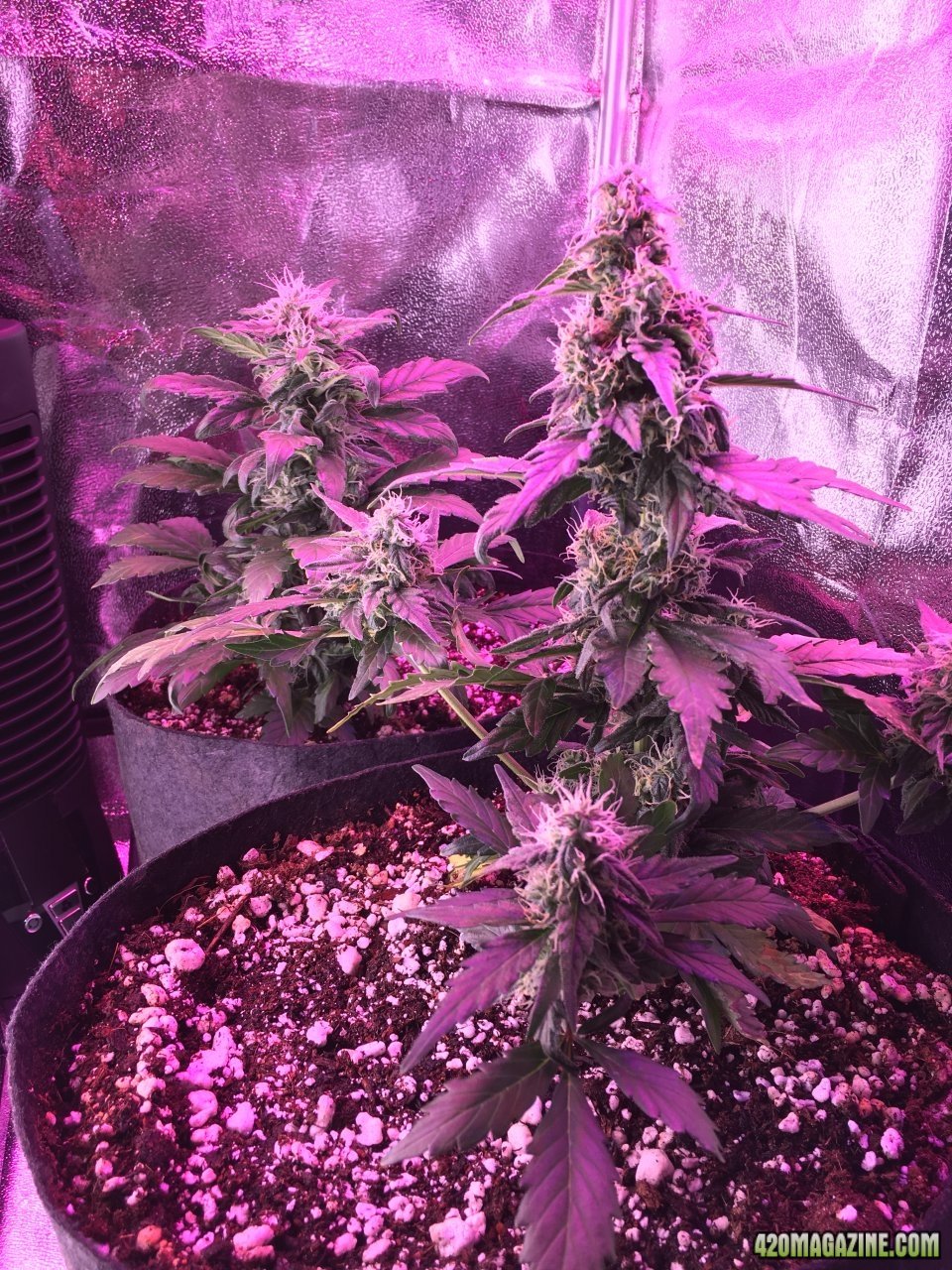 DLF - Day 45