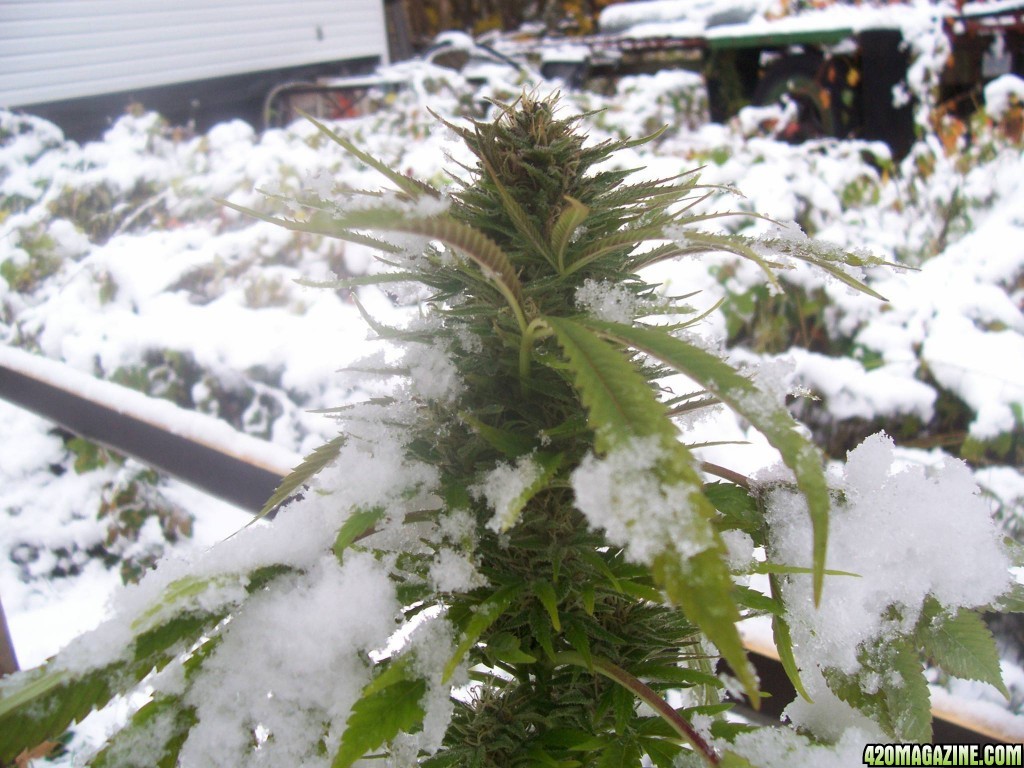 dmtcorey-ususario-cannabis-con-nieve