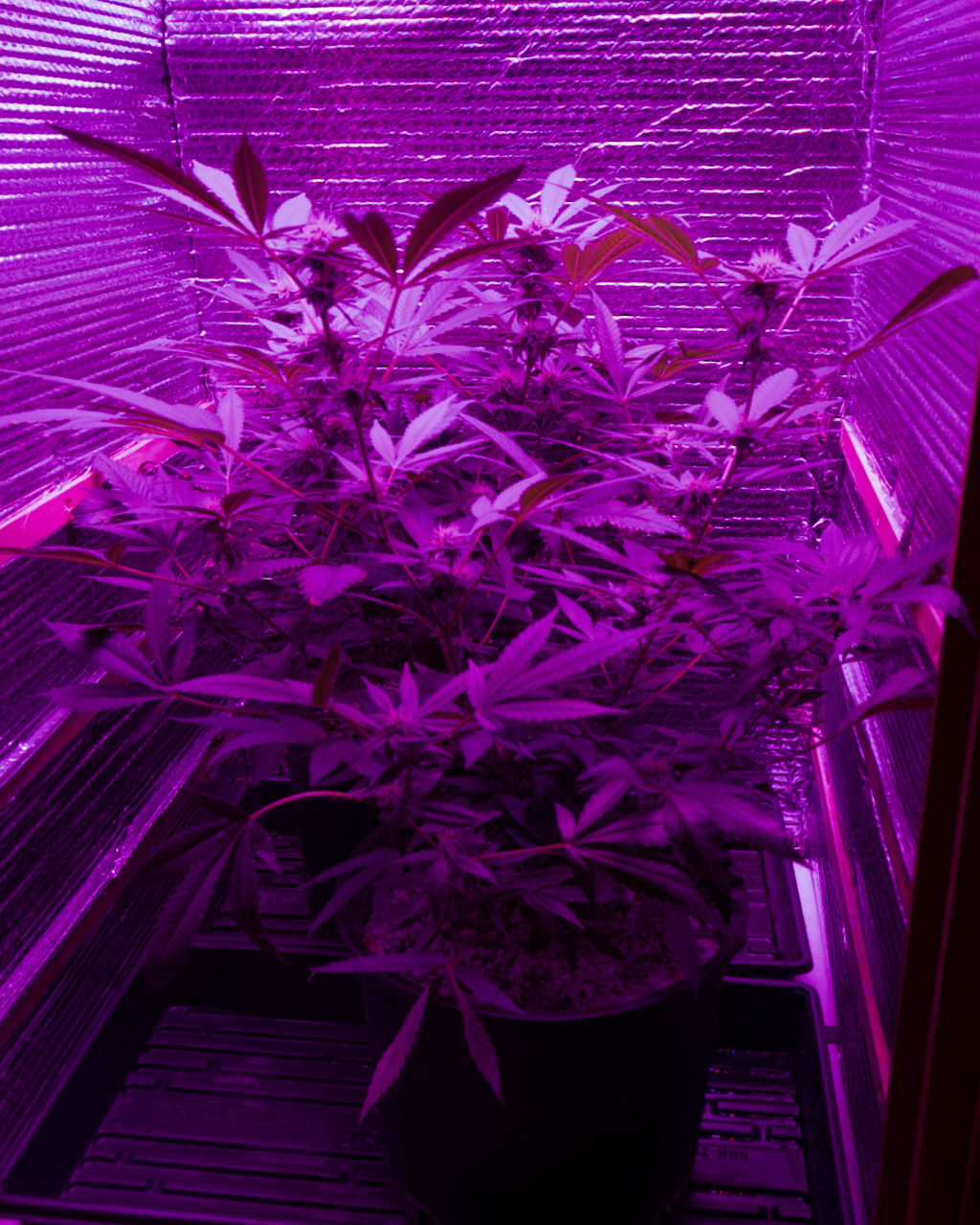 Do-Si-Dos, Blurple Twins 53 Days, Box