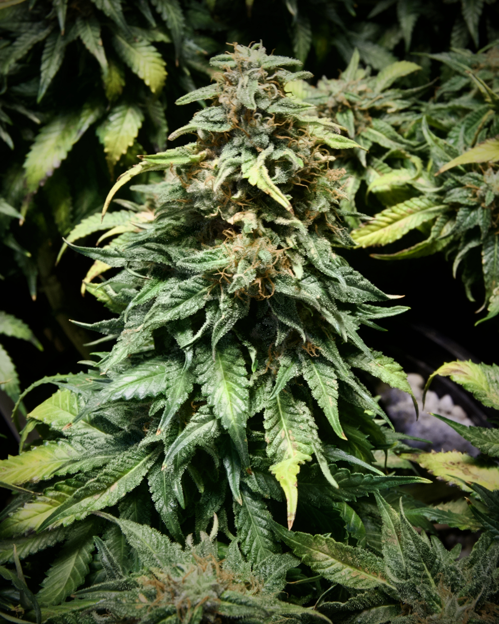 Do-Si-Dos, Mildred Cola, Day 113, Week 6.7 Since Flip