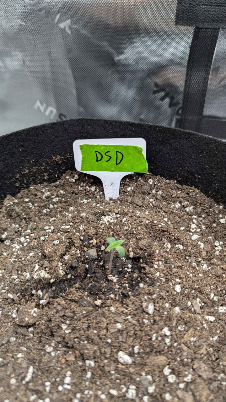 Do_si_dos_Auto_seedling.jpg