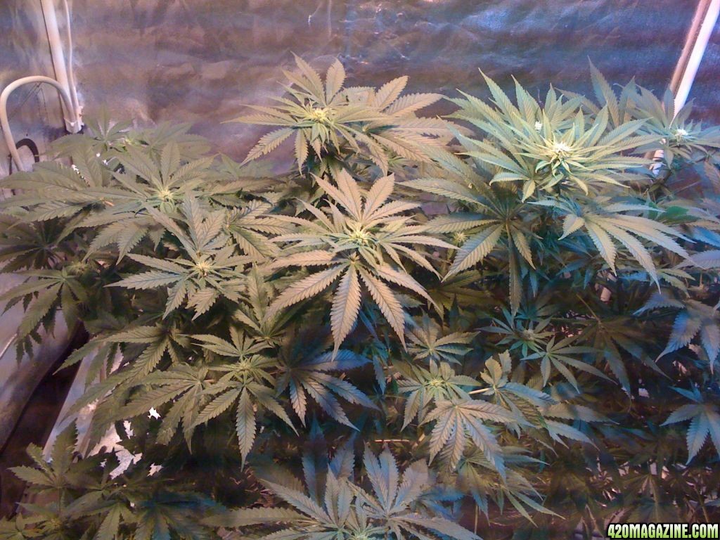 Doctors Who's current grow