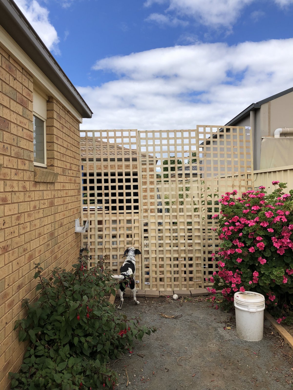 Dog fence.jpeg