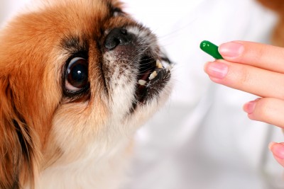 dog-taking-medicine