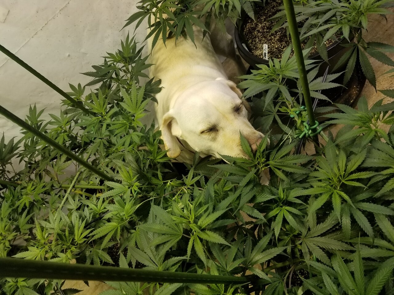 Dog tending the plants