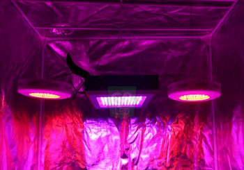 Dorm Grow Lights