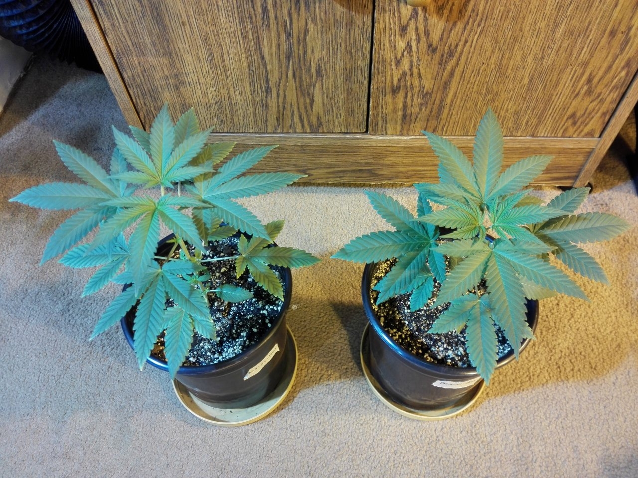 Dos si dos top view 12/6/2020 - Blackskull Seeds