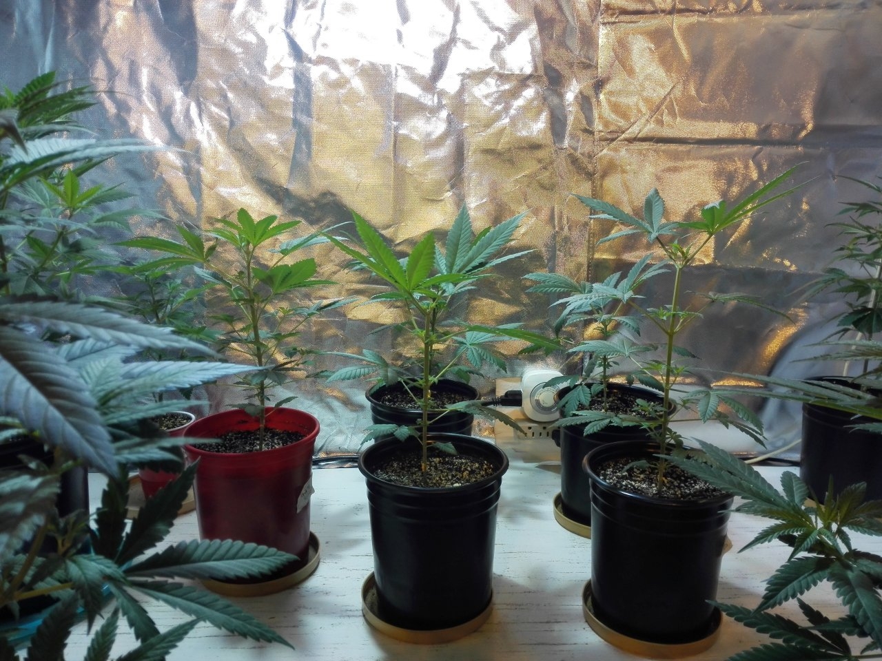 Dos si dos & Wedding Cake are taking off 12/11/2020 (Blackskull Seeds)