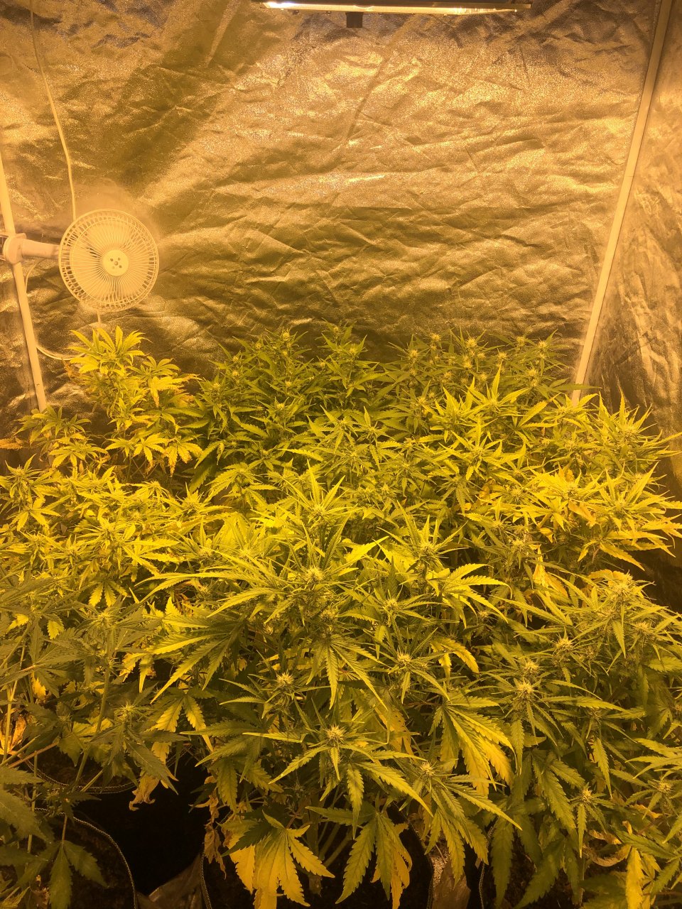 Dos si Dos Week 6 Flowering