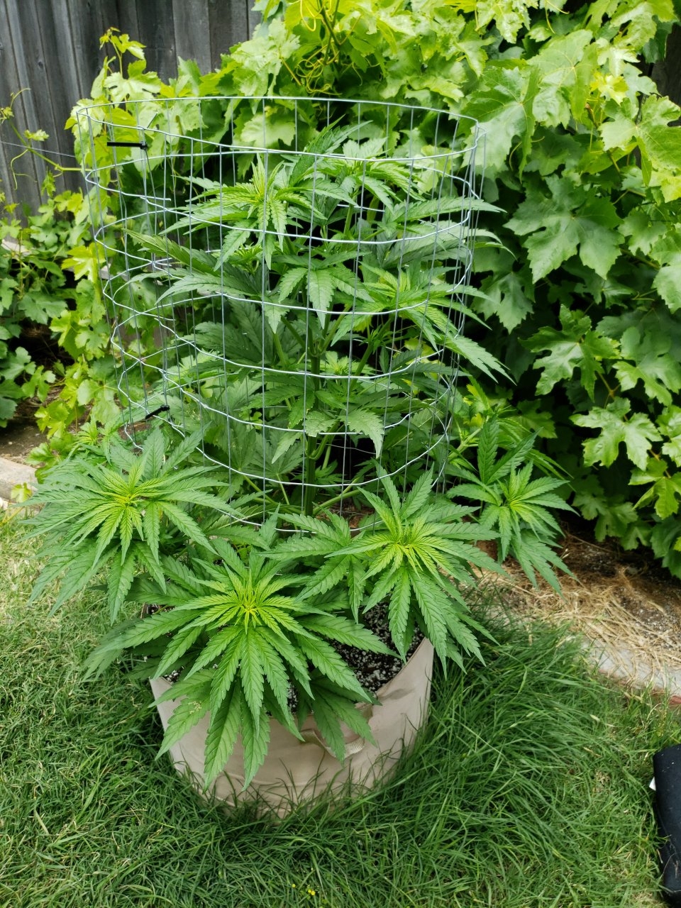 Double Alien 18 may 27th