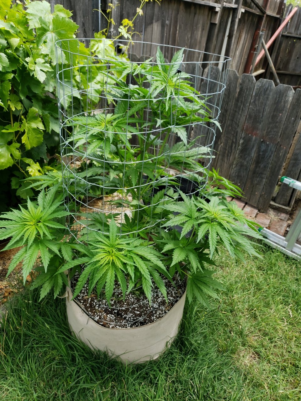 Double Alien 18 may 27th