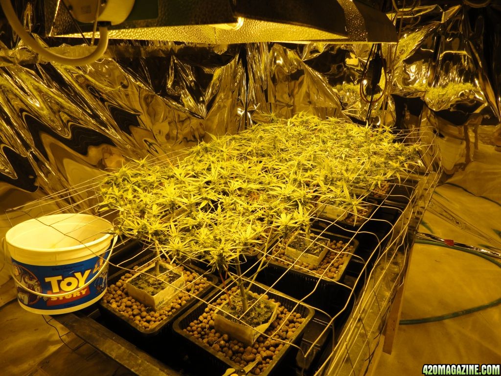 Double-O First Scrog 20120329-02