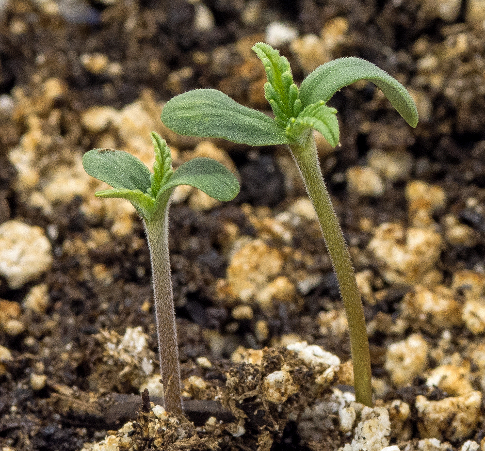 Double seedlings.jpg