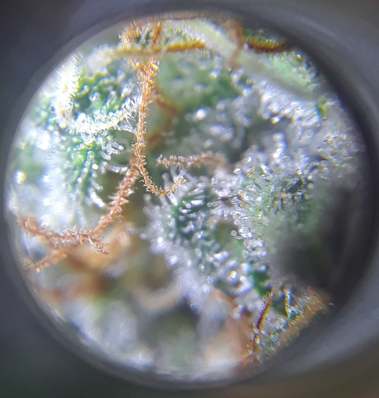 Doug's Varin 11 Apr 2022 Trichs 1.jpg