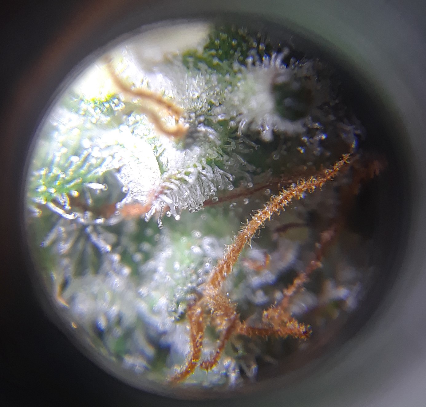 Doug's Varin 11 Apr 2022 Trichs.jpg