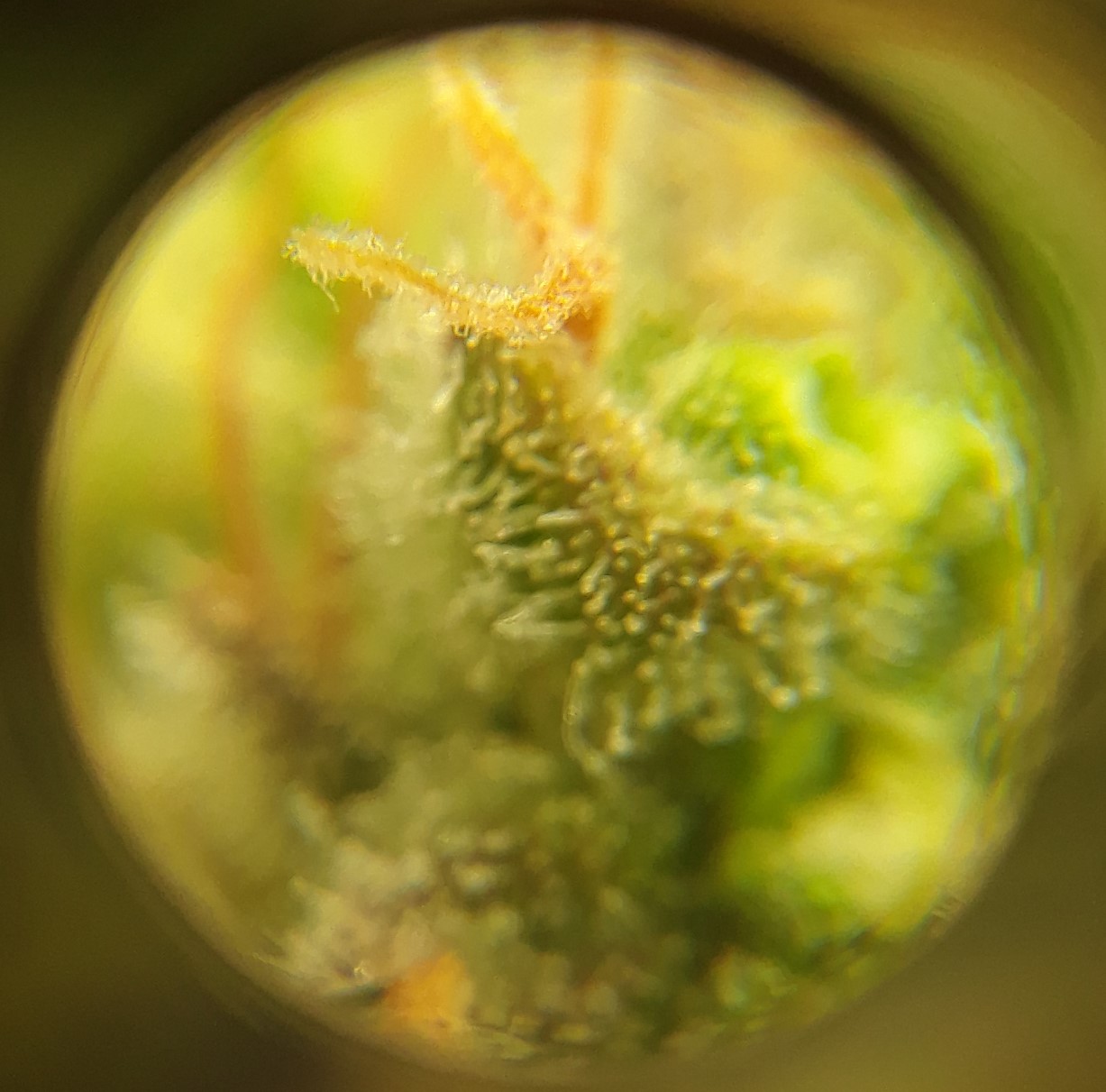 Doug's Varin 12 Apr 2022 Trichs 1.jpg