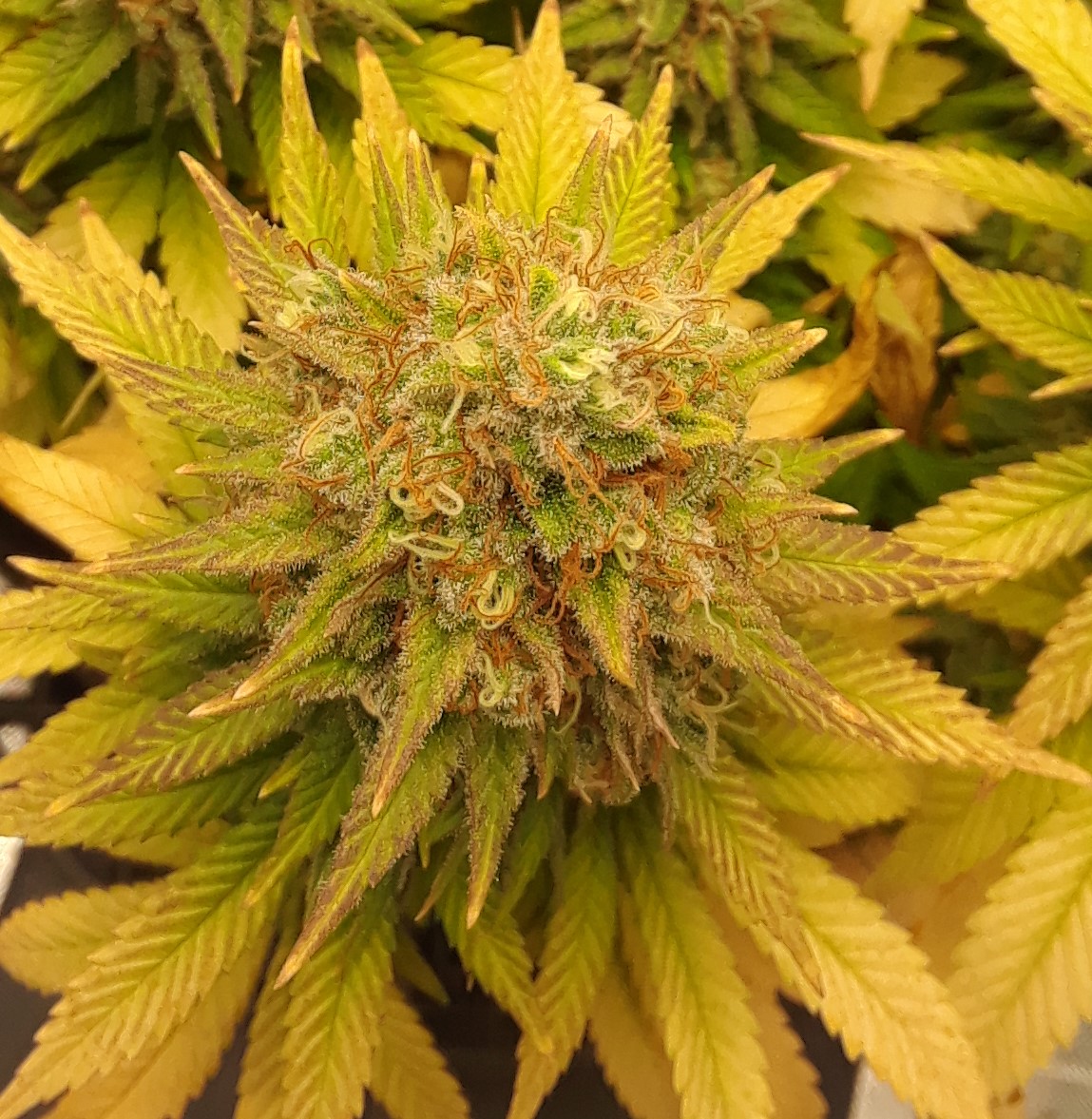 Doug's Varin 15 Apl 2022 Pistils.jpg