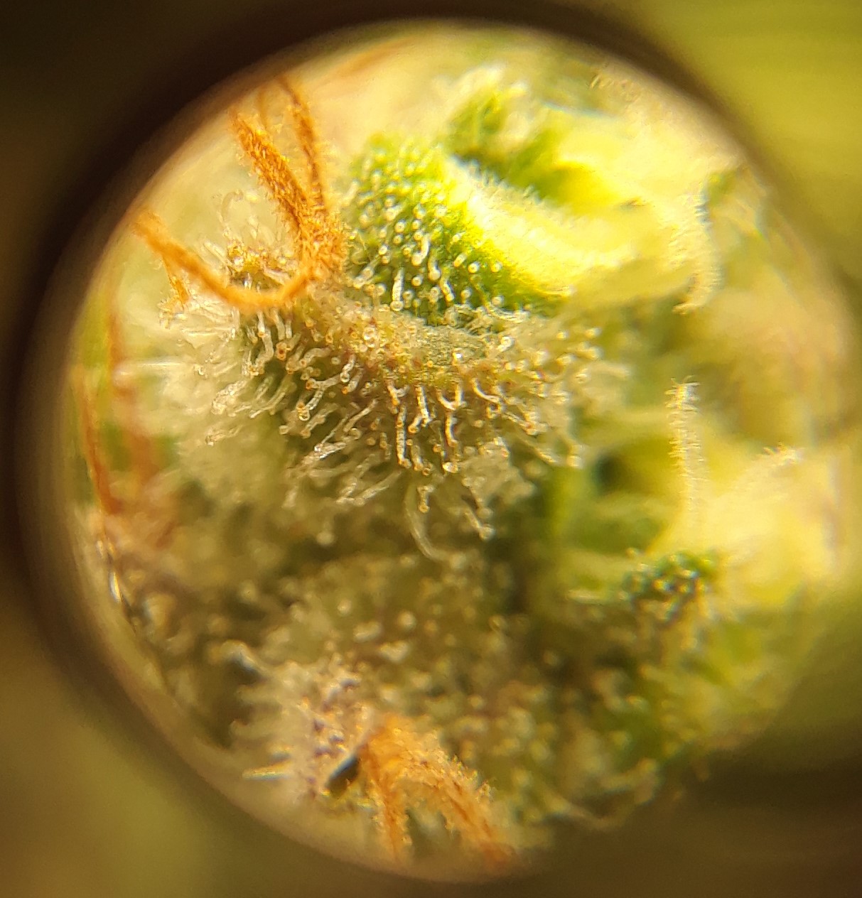 Doug's Varin 15 Apl 2022 Trichs.jpg