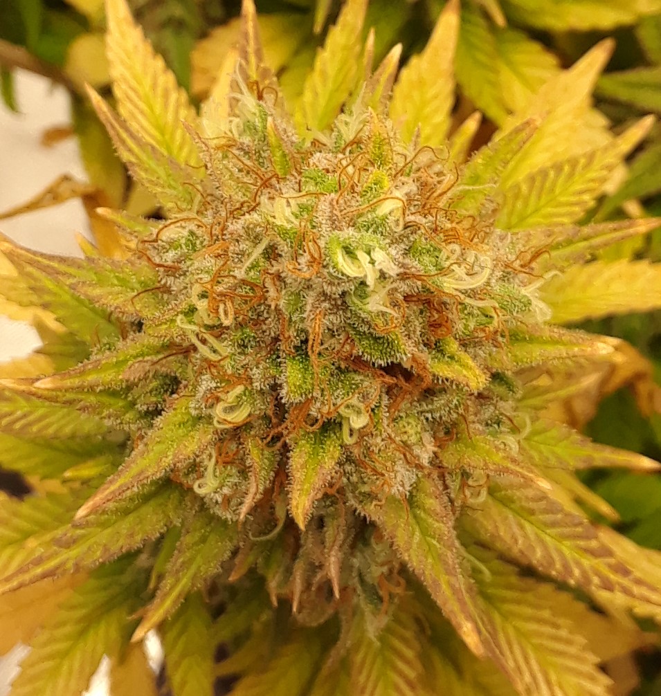 Doug's Varin 17 Apl 2022 Pistils.jpg