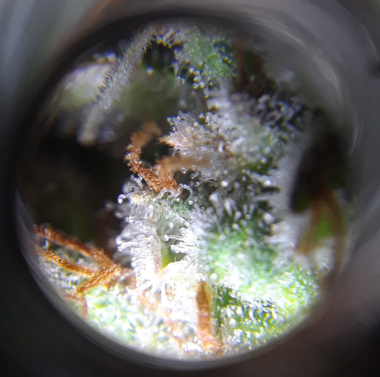 Doug's Varin 17 Apl 2022 Trichs 1.jpg