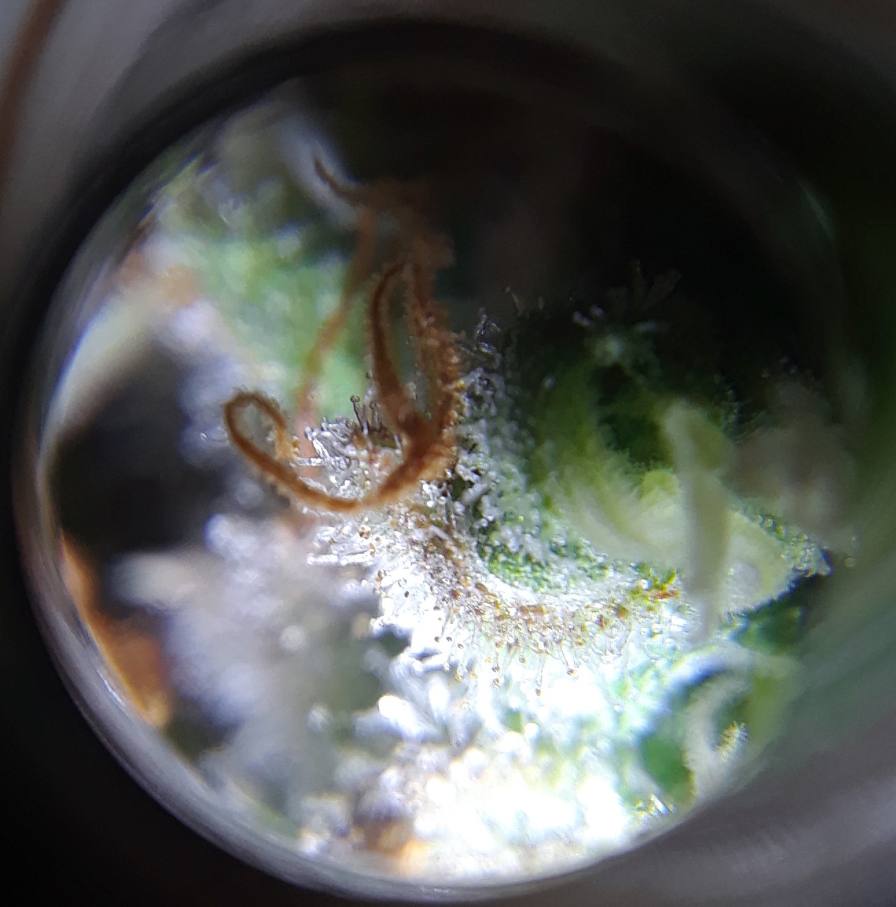 Doug's Varin 17 Apl 2022 Trichs.jpg