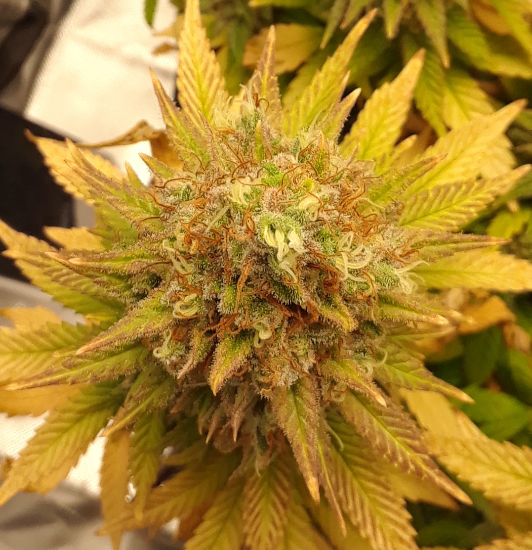 Doug's Varin 18 Apl 2022 Pistils.jpg