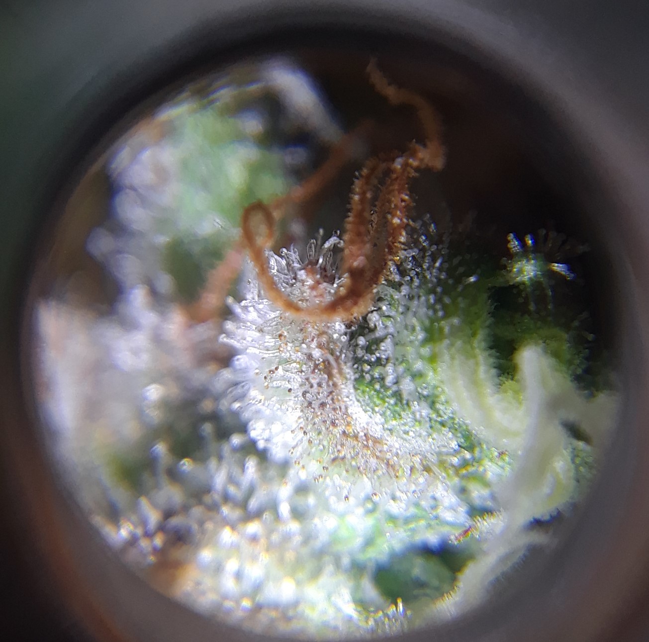 Doug's Varin 18 Apl 2022 Trichs 1.jpg