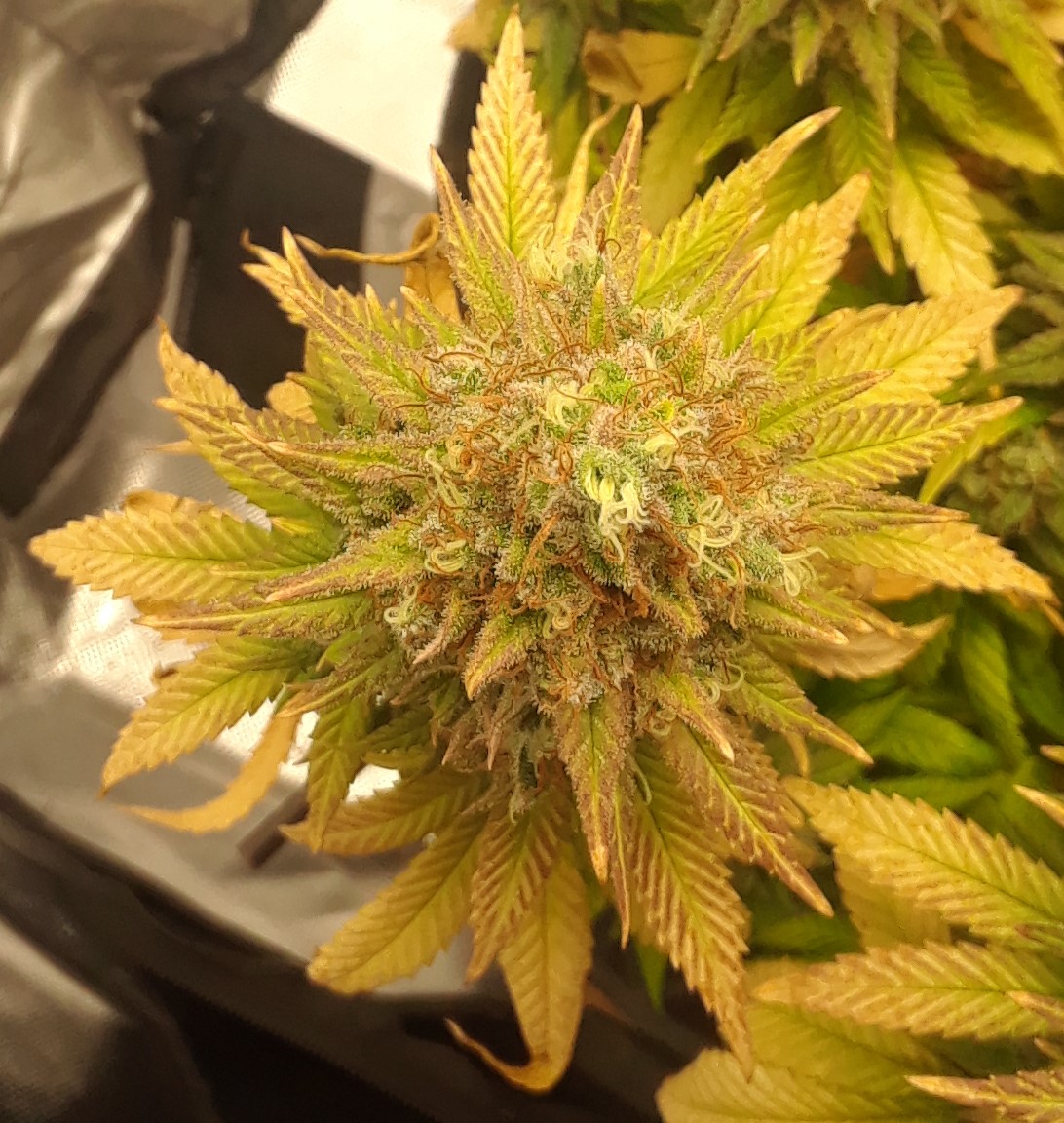 Doug's Varin 19 Apl 2022 Pistils.jpg