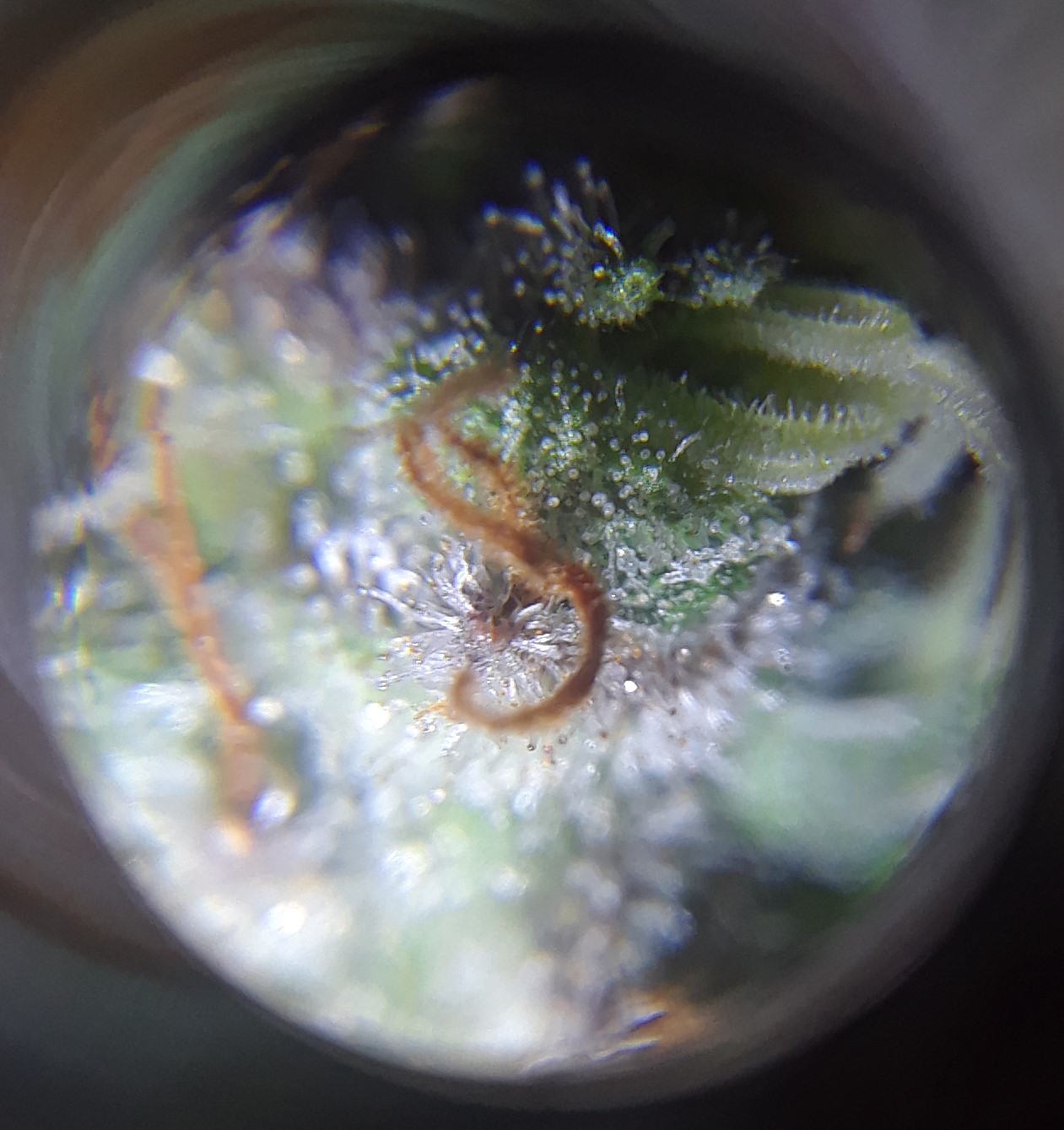 Doug's Varin 19 Apl 2022 Trichs 1.jpg