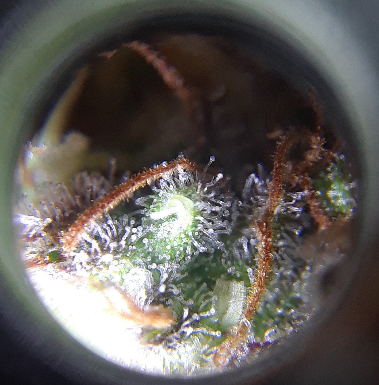 Doug's Varin 20 Apl 2022 Trichs 1.jpg