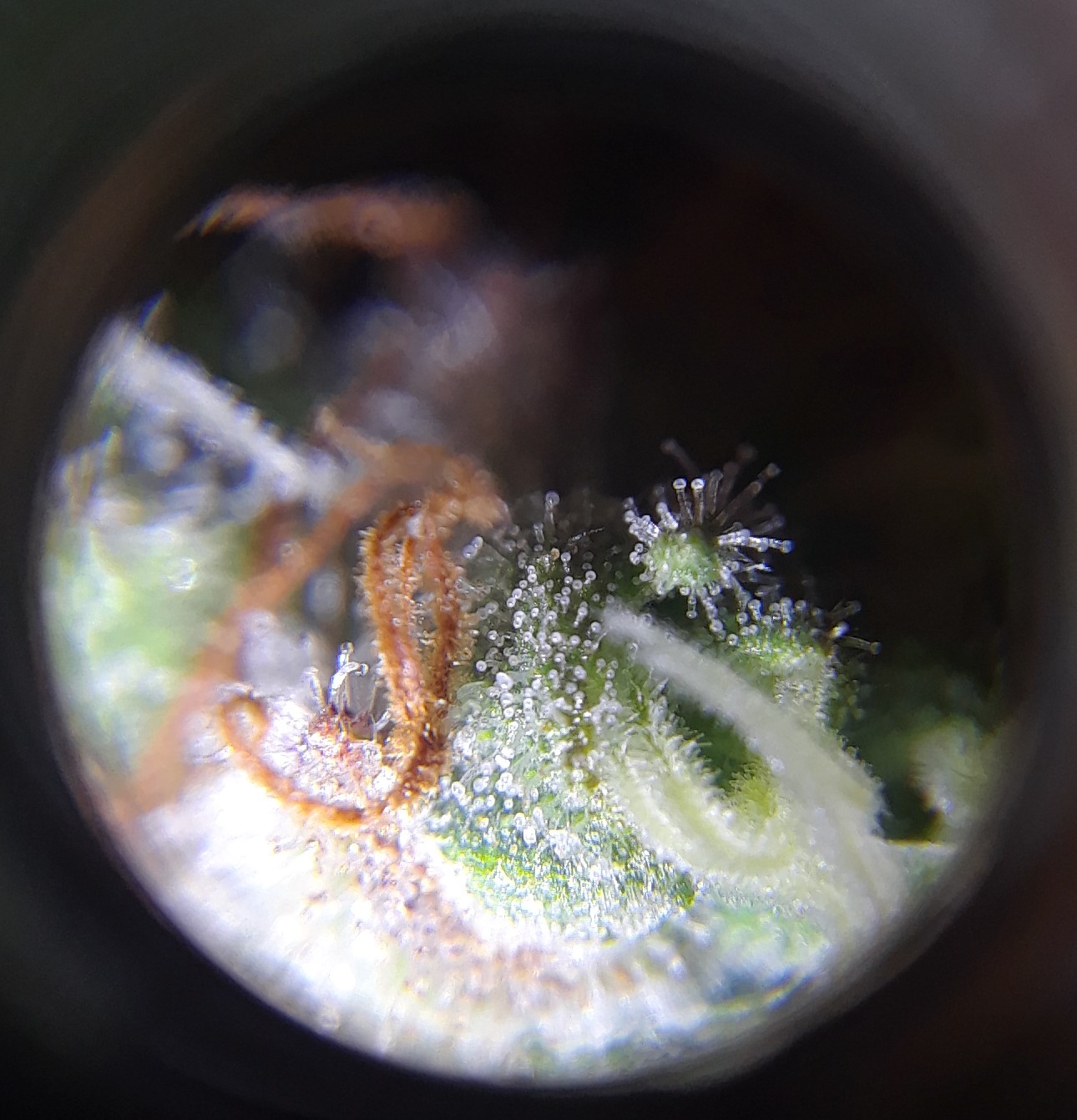 Doug's Varin 20 Apl 2022 Trichs.jpg