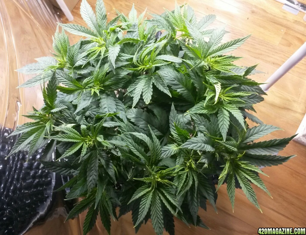 dp blueberry 8wk veg