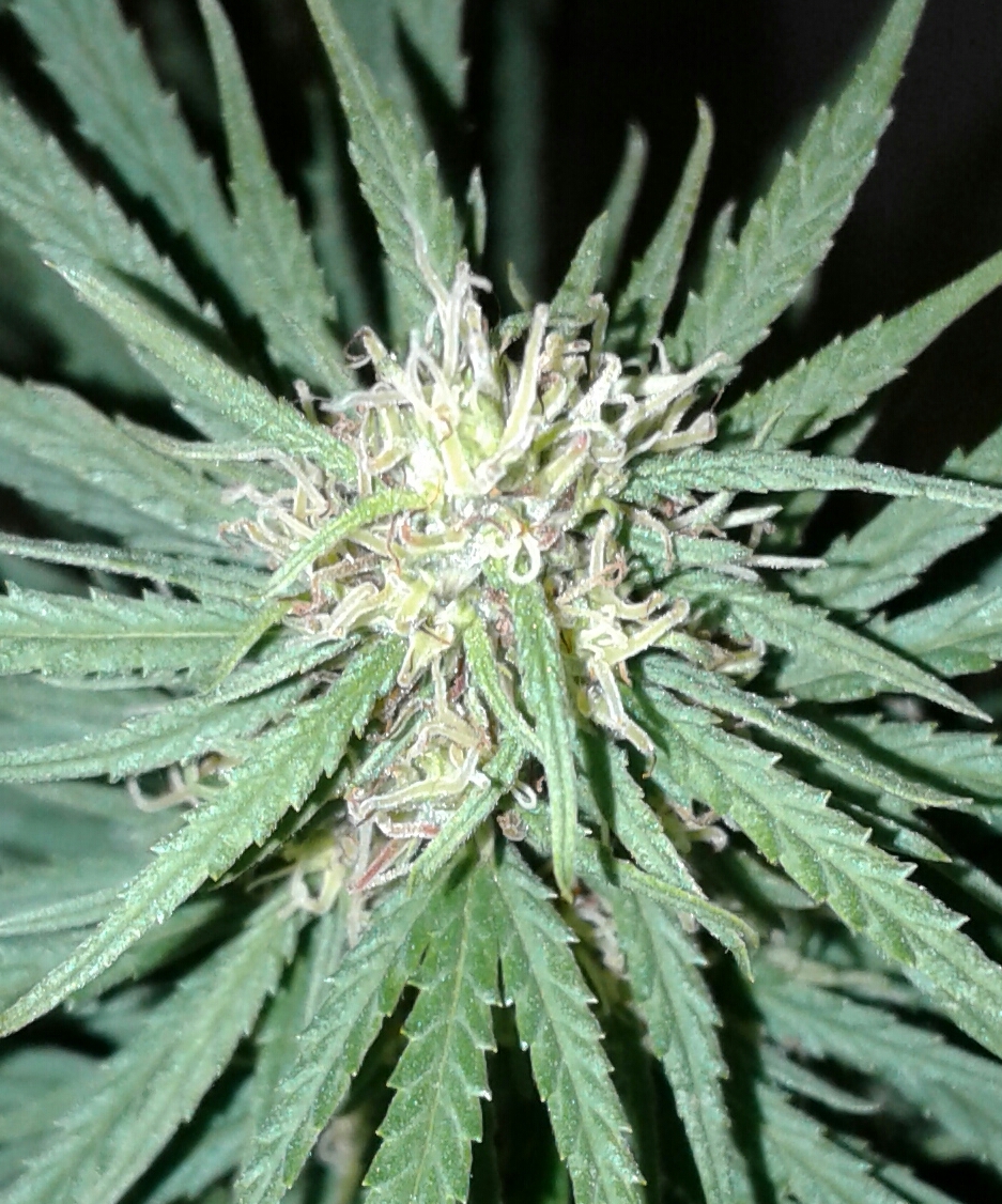 DP bud closer.jpg