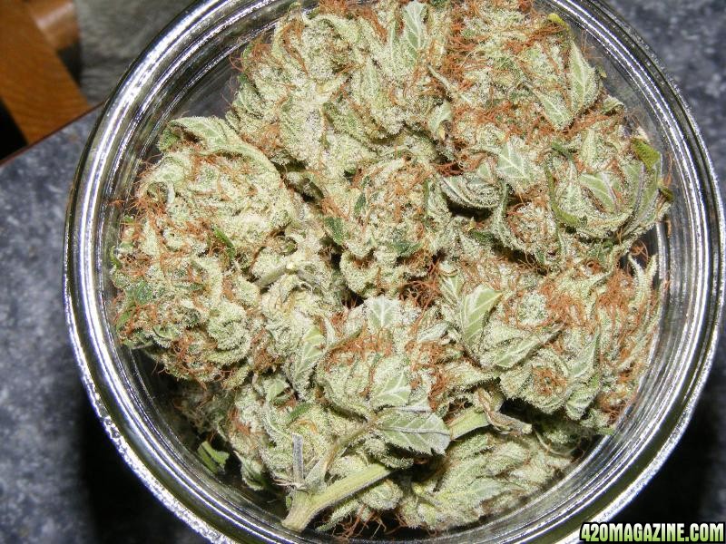 Dr. Atomic BBJ patient's pint jar of bud