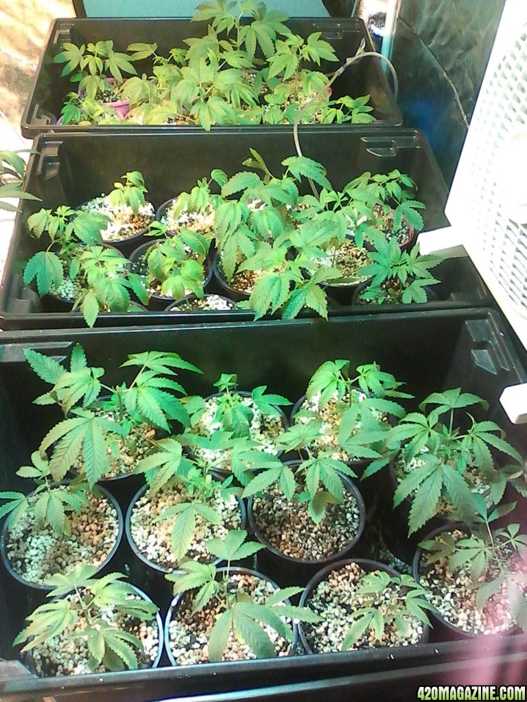 Dr g plant pics