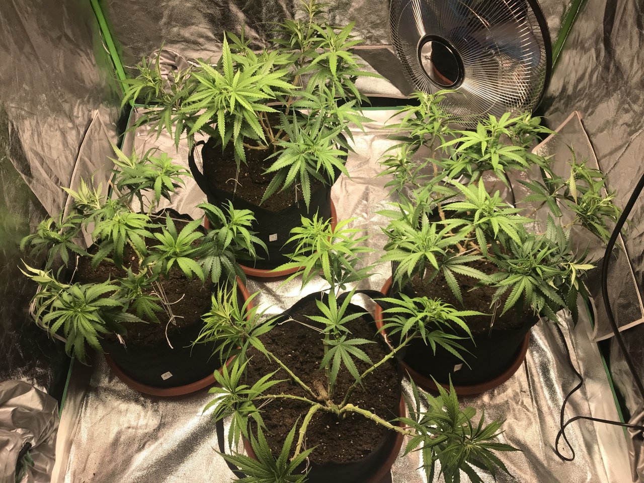 Dr.Grinspoon - Cookies Kush - Pink Kush Veggin2.JPG