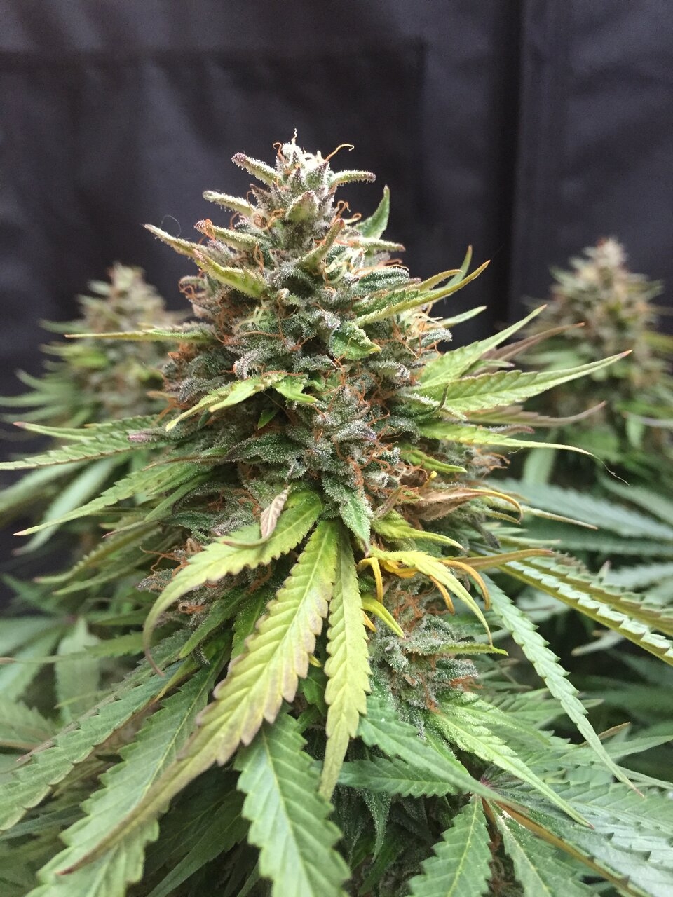 Dr Seedsman CBD 30:1