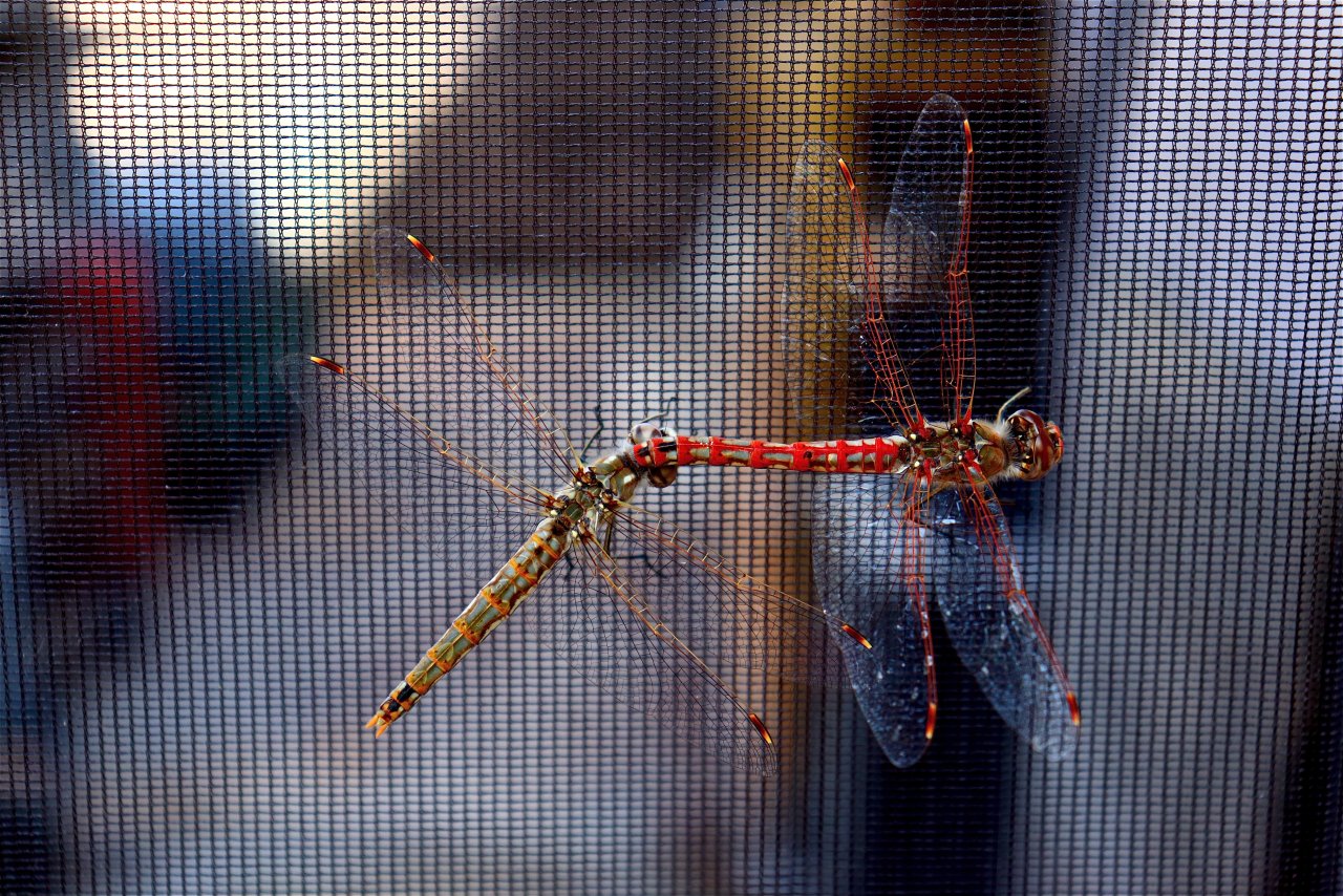 Dragonflies Mating