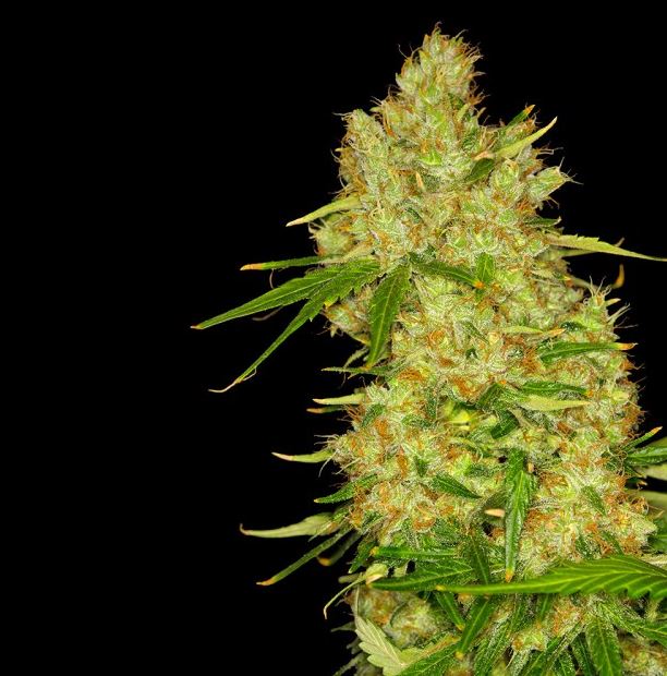 Dready Cannabisseeds - feminized weed seeds