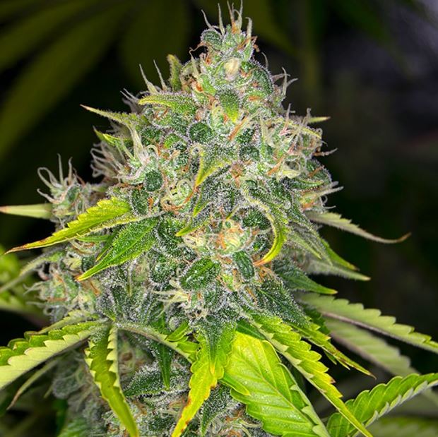 Dready Cannabisseeds - feminized weed seeds