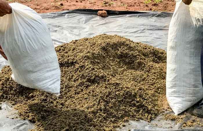 Dried Marijuana in Paraguay - Matias Maxx