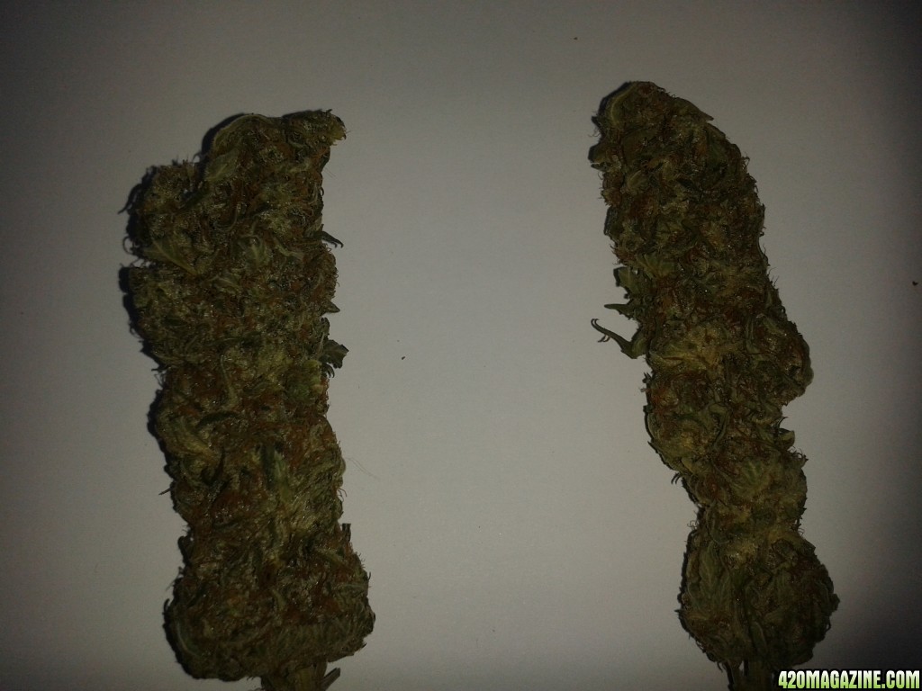 dried_buds1